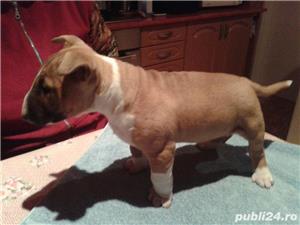 Vand femele si masculi de bull terrier(bullterrier)!! - imagine 4