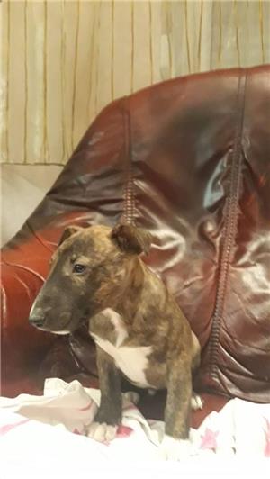 Vand femele si masculi de bull terrier(bullterrier)!! - imagine 2