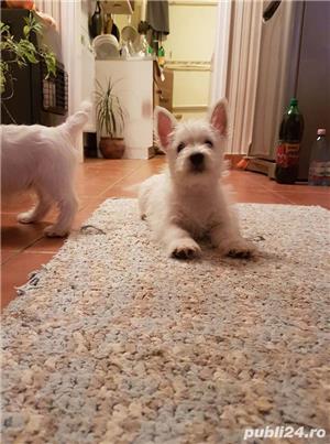 Pui de westie - imagine 1