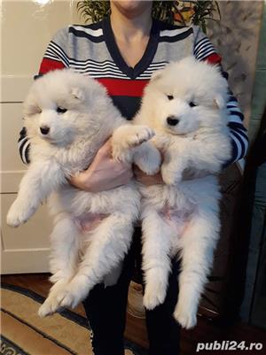 Vand samoyed!! - imagine 1