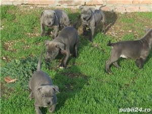 Pui de amstaff/amstaf blue gri albastru de vanzare - imagine 1