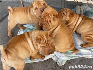 Shar-pei!! - imagine 1