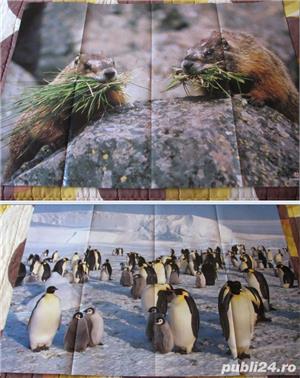 Postere animale - imagine 4