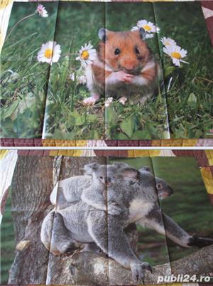 Postere animale - imagine 3