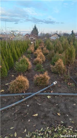 Vind tuia,buxus.ligustrum, iasomie,hibiscus,ienupar - imagine 2