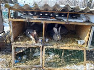 Iepuri uriaș gri german californian  si neozeelandez alb - imagine 5 Iepuri uriaș gri german californian  si neozeelandez alb - imagine 5