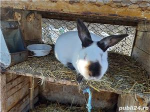 Iepuri uriaș gri german californian  si neozeelandez alb - imagine 3 Iepuri uriaș gri german californian  si neozeelandez alb - imagine 3