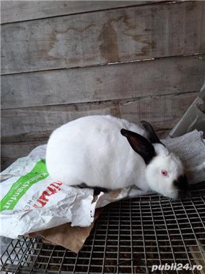 Iepuri uriaș gri german californian  si neozeelandez alb - imagine 2 Iepuri uriaș gri german californian  si neozeelandez alb - imagine 2