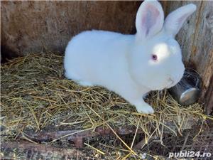 Iepuri uriaș gri german californian  si neozeelandez alb - imagine 4 Iepuri uriaș gri german californian  si neozeelandez alb - imagine 4