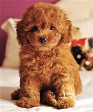 Caniche Pitic apricot, negru si alb