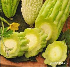 SEMINTE castravete amar /1 samanta = 2lei/ oferta 10 seminte = 16lei