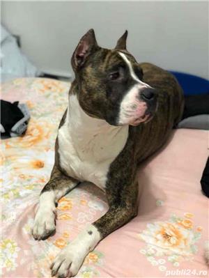 Monta amstaff - imagine 4