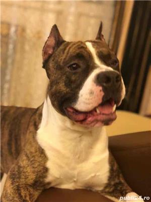 Monta amstaff - imagine 2