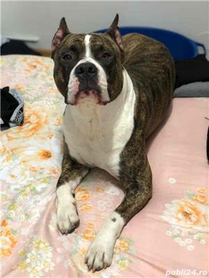 Monta amstaff - imagine 8