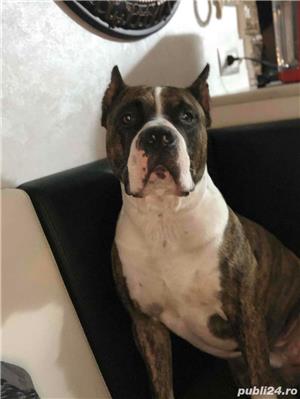 Monta amstaff - imagine 5