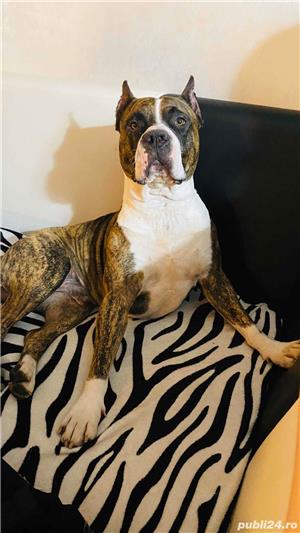 Monta amstaff - imagine 7