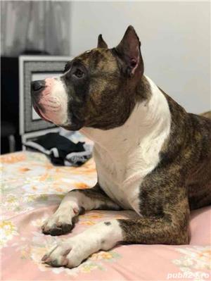 Monta amstaff - imagine 6