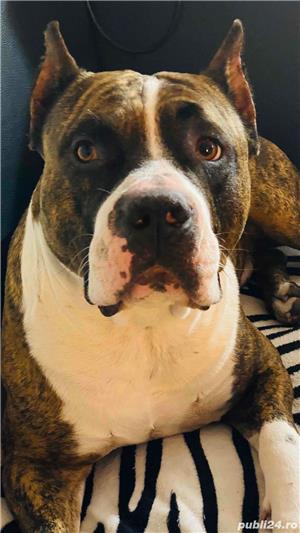 Monta amstaff - imagine 9