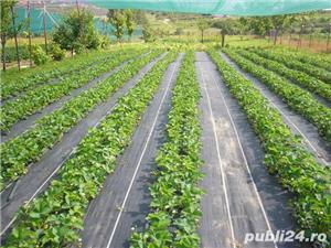 Agrotextil alb si negu la metru