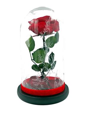Trandafir Criogenat Wide Flowers 9cm in cupola de sticla stilul Frumoasa si Bestia 