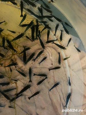 Vand creveti - imagine 2