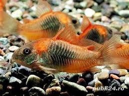 Vand corydoras, hypancistrusi, creveti - imagine 2