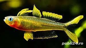 Vand corydoras, hypancistrusi, creveti - imagine 5