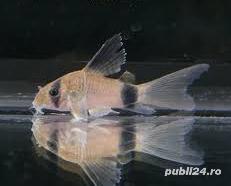 Vand corydoras, hypancistrusi, creveti - imagine 3