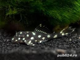 Vand corydoras, hypancistrusi, creveti - imagine 4