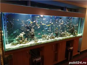 Acvarii in perete - imagine 5