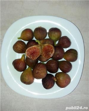  Smochin Românesc cu Fruct Maro Ficus Carica Craiova  - imagine 3