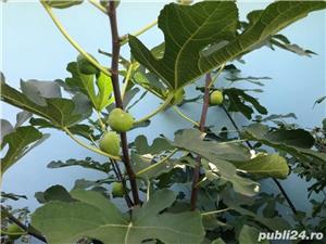  Smochin Românesc cu Fruct Maro Ficus Carica Craiova  - imagine 2