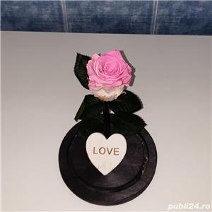 Trandafir criogenat! 