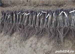 Vita de vie calitatea I soiuri garantate  - imagine 2