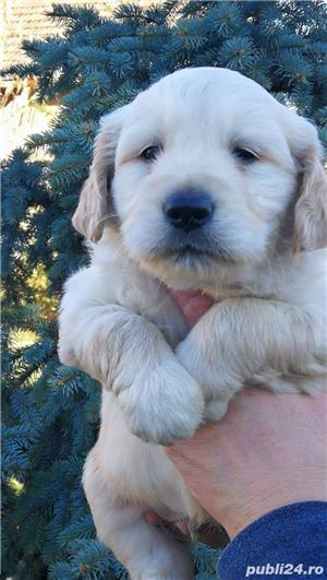 Vand golden retriever golden retriver  - imagine 2 Vand golden retriever golden retriver  - imagine 2