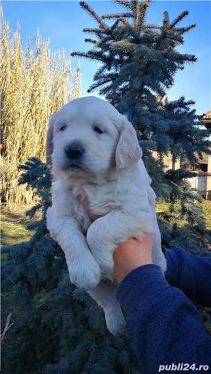 Vand golden retriever golden retriver  - imagine 3 Vand golden retriever golden retriver  - imagine 3
