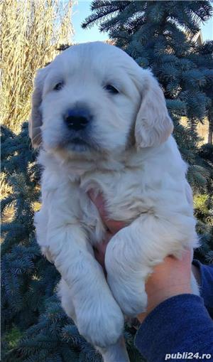 Vand golden retriever golden retriver  - imagine 1