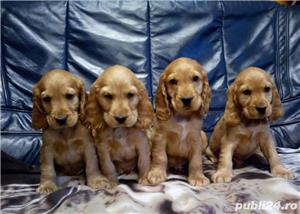 Pui de cocker coker spaniol spaniel - imagine 4