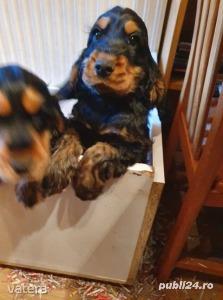 Pui de cocker coker spaniol spaniel - imagine 5