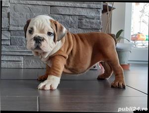 De vanzare bulldog/buldog  englez