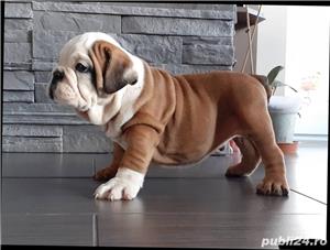 De vanzare bulldog/buldog  englez - imagine 2 De vanzare bulldog/buldog  englez - imagine 2