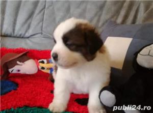 Pui catei saint bernard
