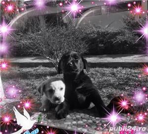 Pui labrador Canisa FCI - imagine 3