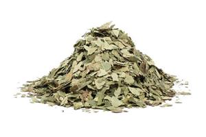 Mesteacan frunze uscate vrac en-gros si en-detail