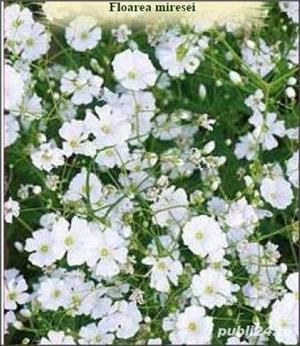 Seminte de Floarea miresei alba sau colorata/ 1gram seminte = 10lei - imagine 2