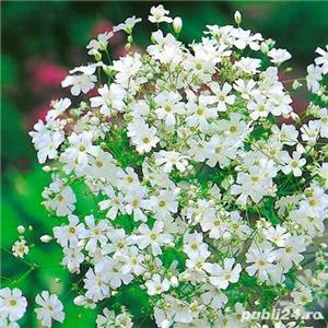 Seminte de Floarea miresei alba sau colorata/ 1gram seminte = 10lei - imagine 3