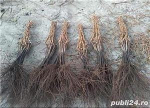 Vita de vie calitatea I soiuri garantate  - imagine 5