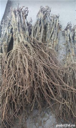 Vita de vie calitatea I soiuri garantate  - imagine 8