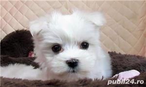 Vand pui de bichon maltez mini toy - imagine 2