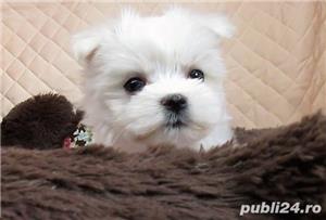 Vand pui de bichon maltez mini toy